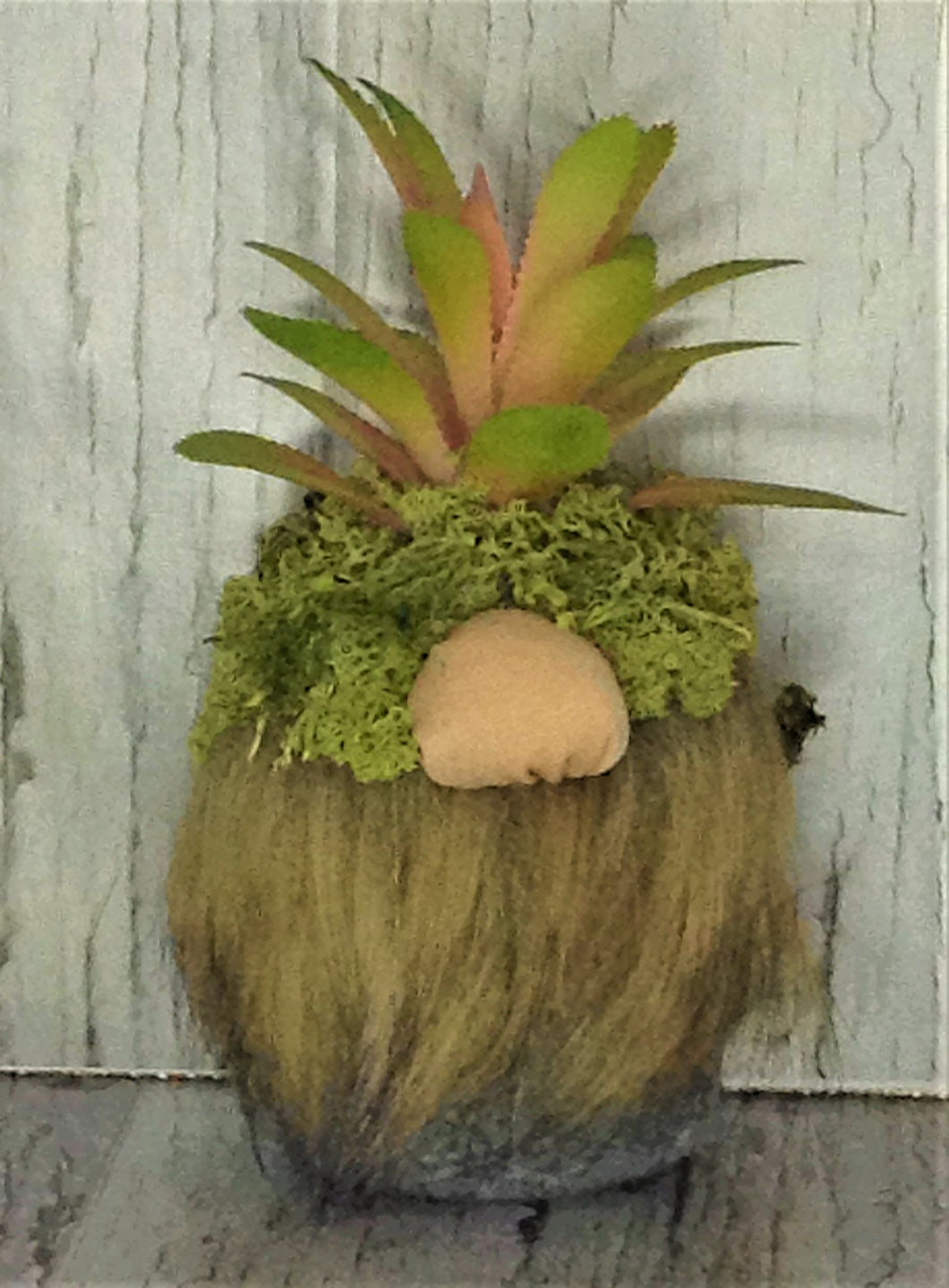 Succulent Gnome 101
